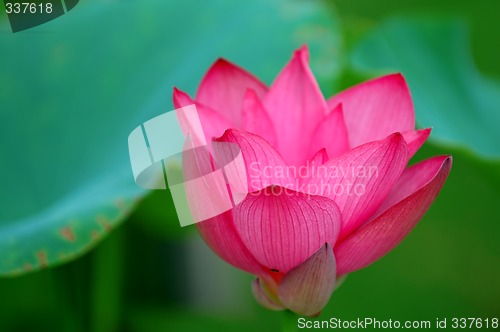 Image of Blooming flower