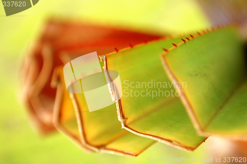 Image of Leaves pattern