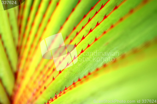 Image of Leaves pattern