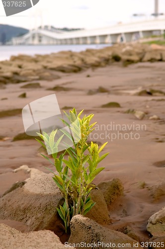 Image of Plant growing at beach