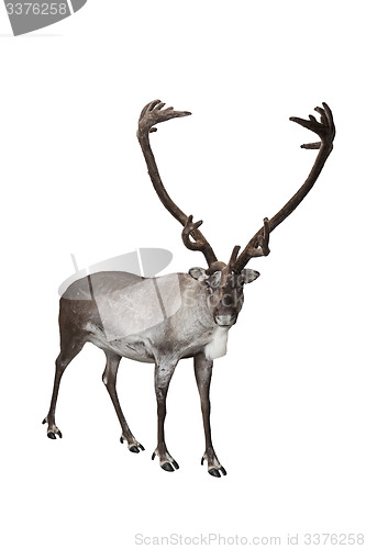 Image of Reindeer isolated on white