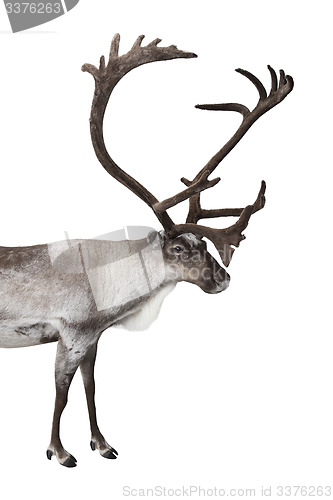 Image of Reindeer isolated on white