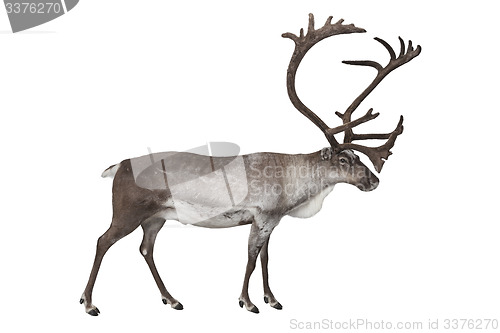 Image of Reindeer isolated on white