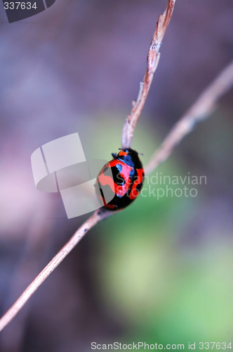 Image of Ladybird climbing along stalk