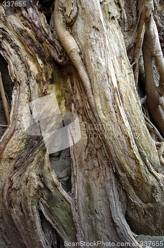 Image of Tree growing over sculpted buddha at Ta Prohm