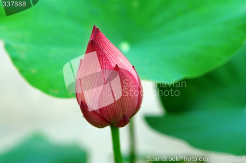 Image of Lotus bud