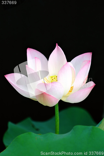 Image of Blooming flower