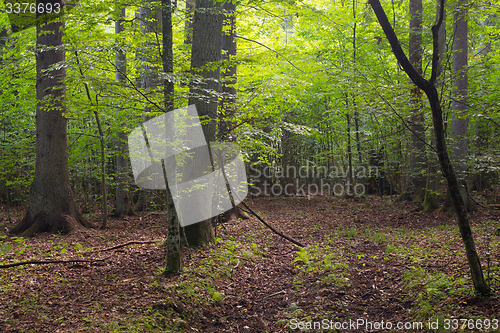 Image of Deciduous stand of Bialowieza Forest and path