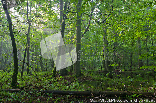 Image of Old oak and hornbeams in natural late summer deciduous stand of Bilowieza Forest