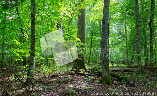 Image of Primeval deciduous stand of natural stand in summertime