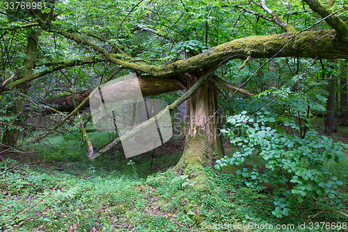 Image of Old broken spruce tree moss wrapped and stump