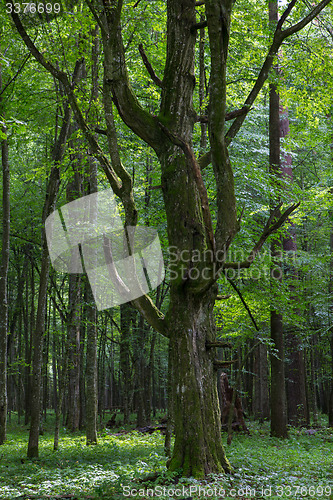 Image of Old monumental Hornbeam Tree(Carpinus betulus)