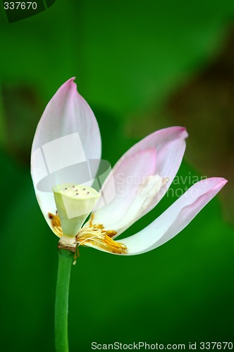 Image of Petals of lotus