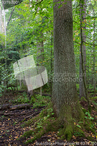 Image of Natural stand of Bialowieza in morning mist