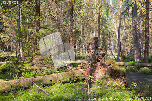 Image of Broken tree roots partly declined inside coniferous stand