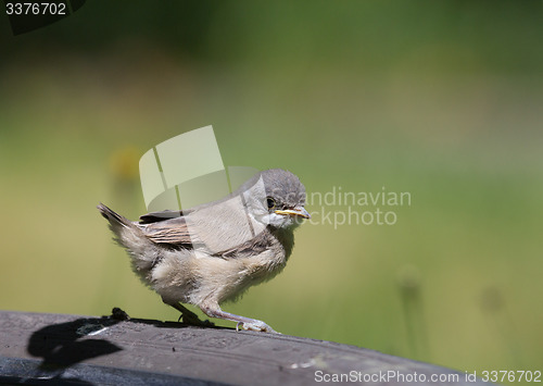 Image of Juvenile Common Whitethroat close-up