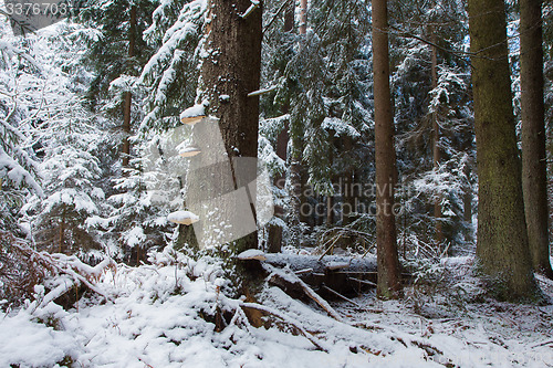Image of Winter landscape of old coniferous stand of Bialowieza Fores