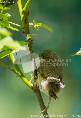 Image of Juvenile Common Whitethroat close-up