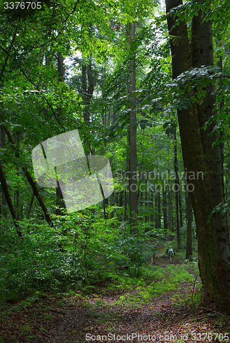 Image of Path by natural mixed stand of Bieszczady Mountain