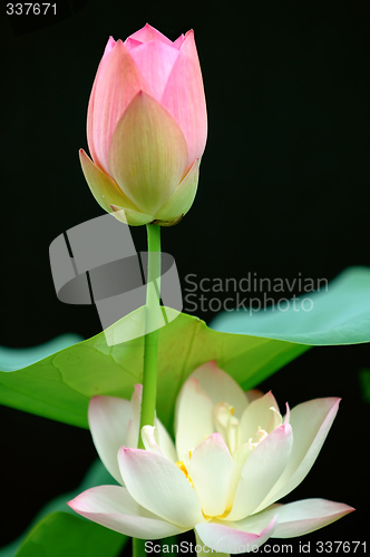 Image of Lotus flower over black