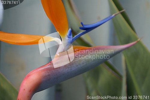 Image of Parrot flower