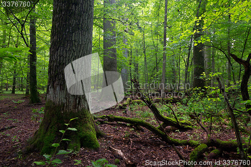 Image of Deciduous stand in summer with broken trees