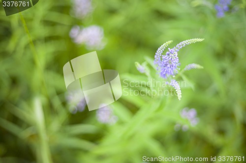 Image of Green grass. Soft focus