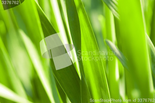 Image of Green grass. Soft focus