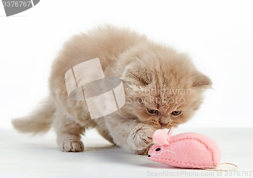 Image of kitten playing