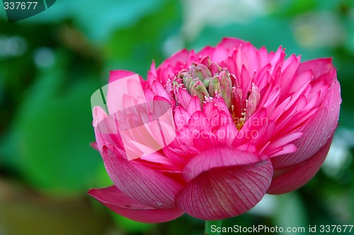 Image of Blooming of lotus flower