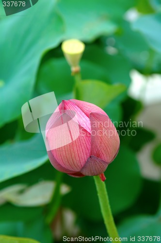 Image of Lotus bud and seed