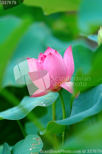 Image of Lotus flower