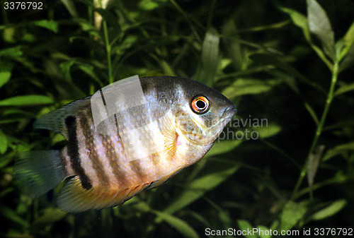 Image of Banded Cichlid, young specimen. Heros Efasciatus.