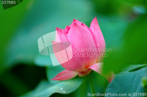 Image of Lotus flower