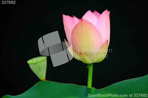 Image of Lotus flower and bud