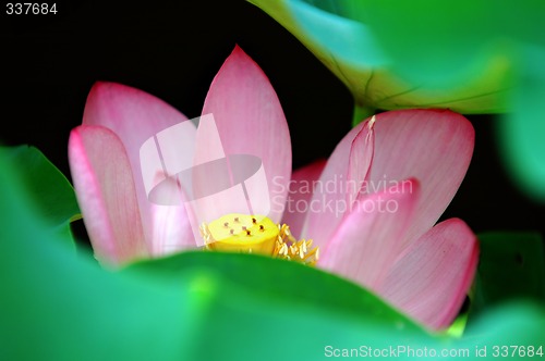 Image of Lotus flower behind leaves