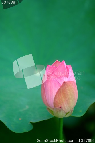 Image of Lotus flower