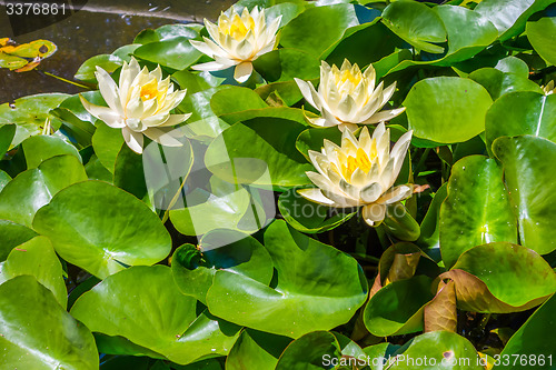 Image of Water lily in pool of water