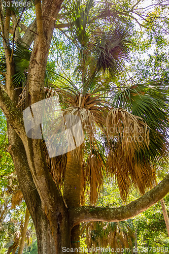 Image of palm trees in georgia state usa