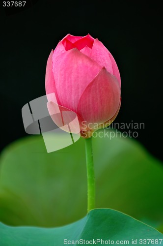 Image of Lotus flower