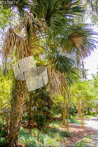 Image of palm trees in georgia state usa