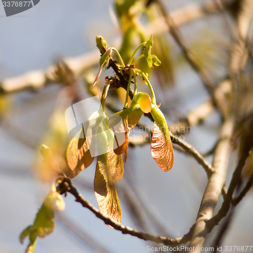 Image of Maple foliage and winged fruit samara tree flowers