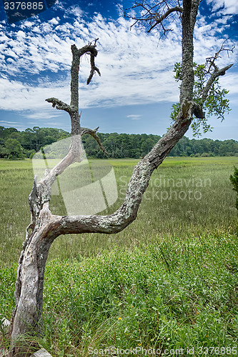 Image of hunting island beach scenes 