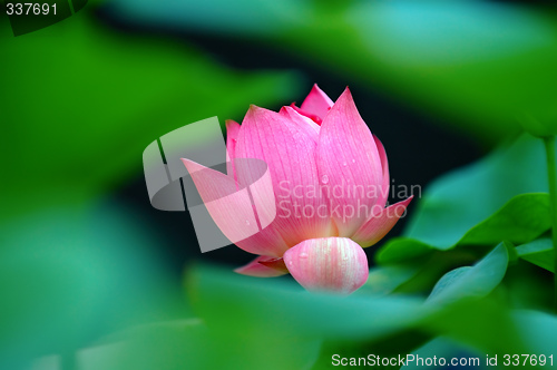 Image of Lotus flower