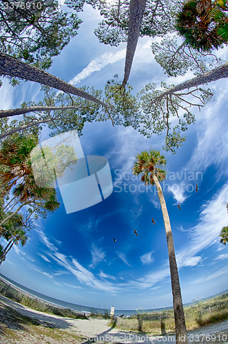 Image of beach scenes at hunting island south carolina