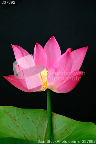 Image of Lotus flower