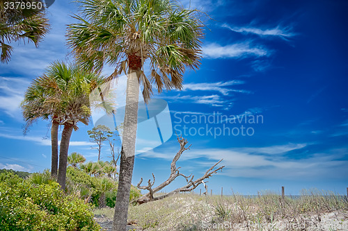 Image of hunting island beach scenes 