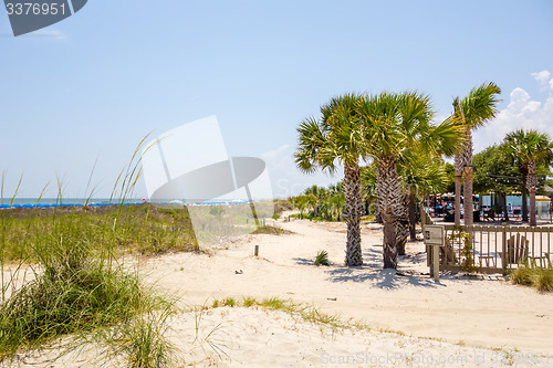 Image of palm trees in georgia state usa