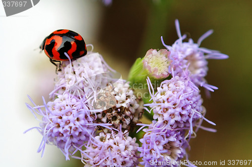 Image of Ladybird on purple flower