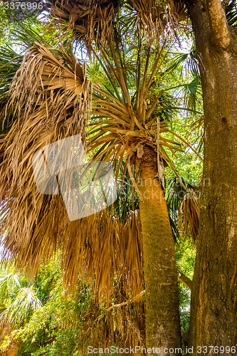 Image of palm trees in georgia state usa